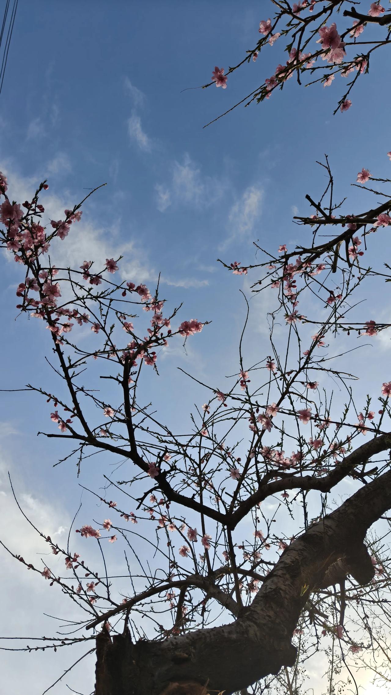 路上看到的春日街景桃花开了，香气扑鼻，沁人心脾，招蜂引蝶啊！