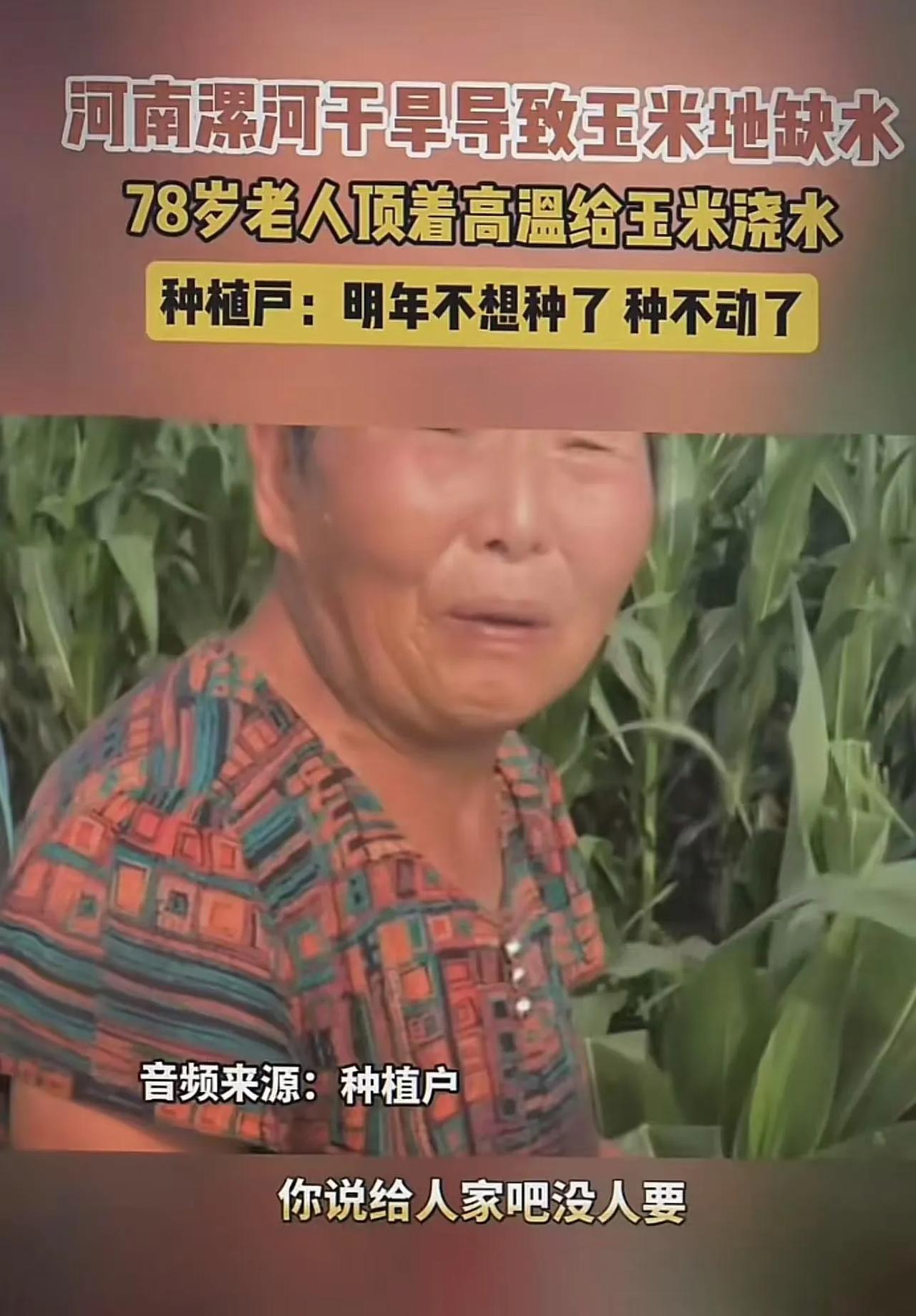 太心酸了！河南漯河，干旱导致玉米地缺水，78岁老人顶着高温给玉米地浇水。老人：“