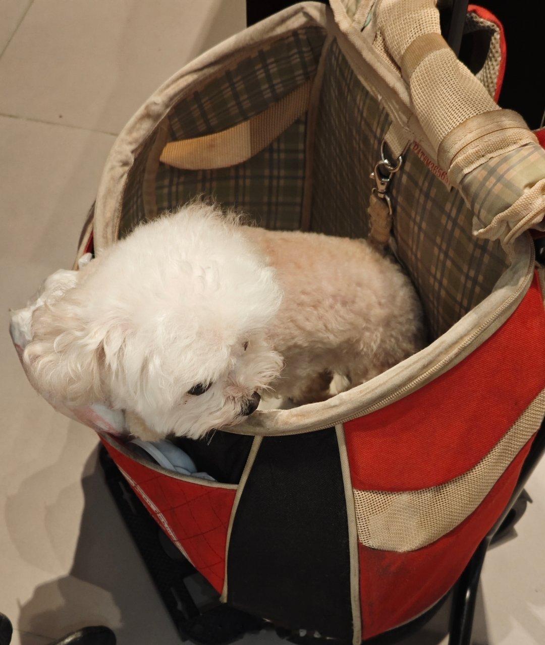 买菜车篓里的小可爱❤️❤️❤️想出来又不敢出来的🐶🐶🐶 