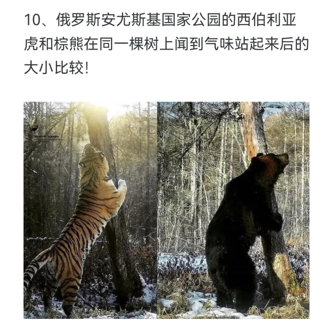 俄罗斯安尤斯基国家公园的西伯利亚虎和棕熊在同一棵树上闻到气味站起来后的大小比较！