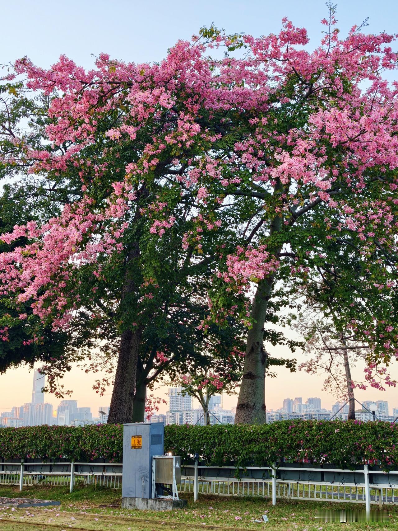 一树绽放，非春乃秋。