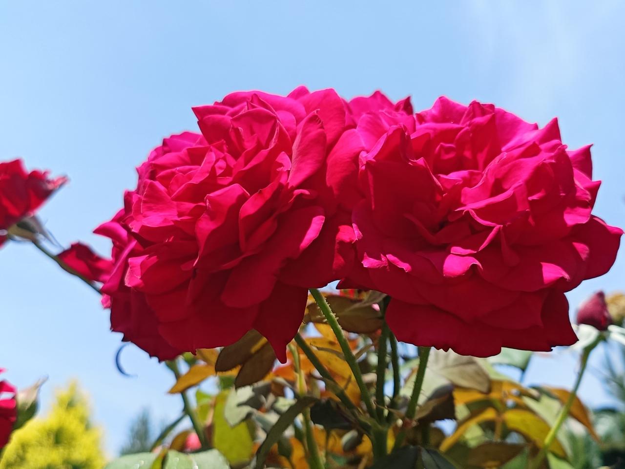 天空湛蓝，花儿鲜艳夺目，我的心中满满的感动，此时此刻，只管静赏夏花灿烂。