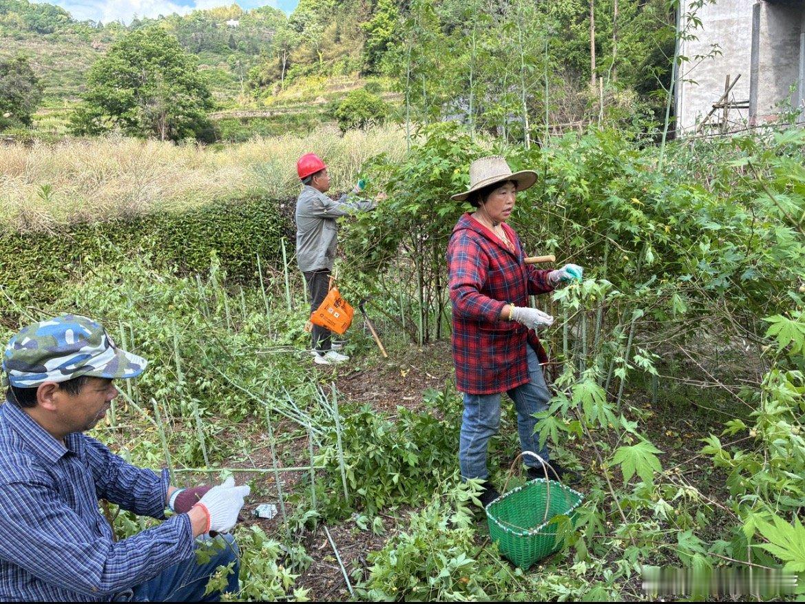 山间零嘴覆盆子变成台州村民富盆子初夏天台泳溪覆盆子丰收，鲜果鲜食青果入药，三产融