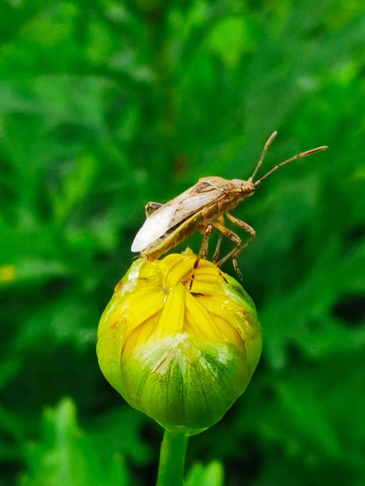 手机原创摄影：花蕊小憩。每一种生物都有它独特的美 自然界小生物 自然界的奇奇怪怪