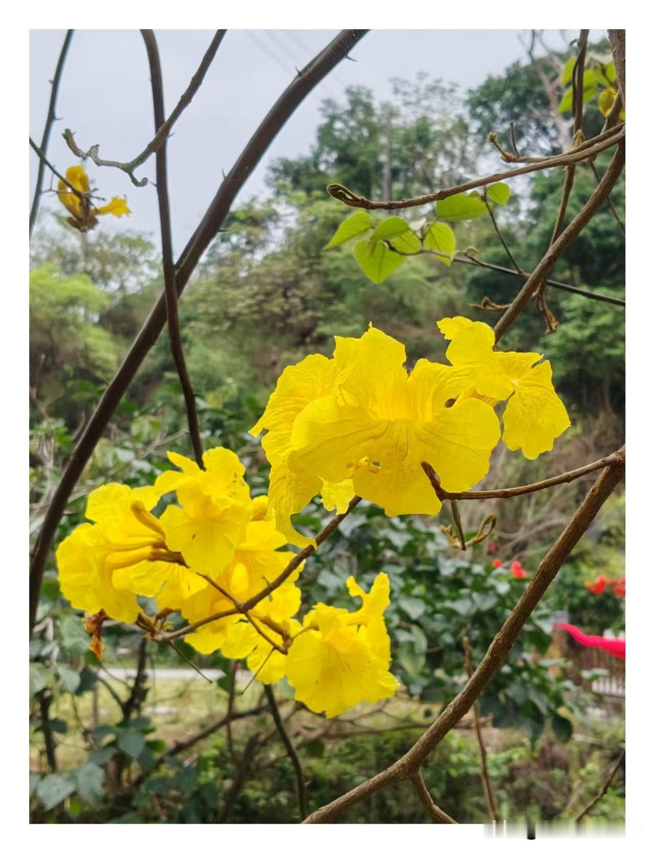 黄色风铃花还是很漂亮的，在广西这边也很多。