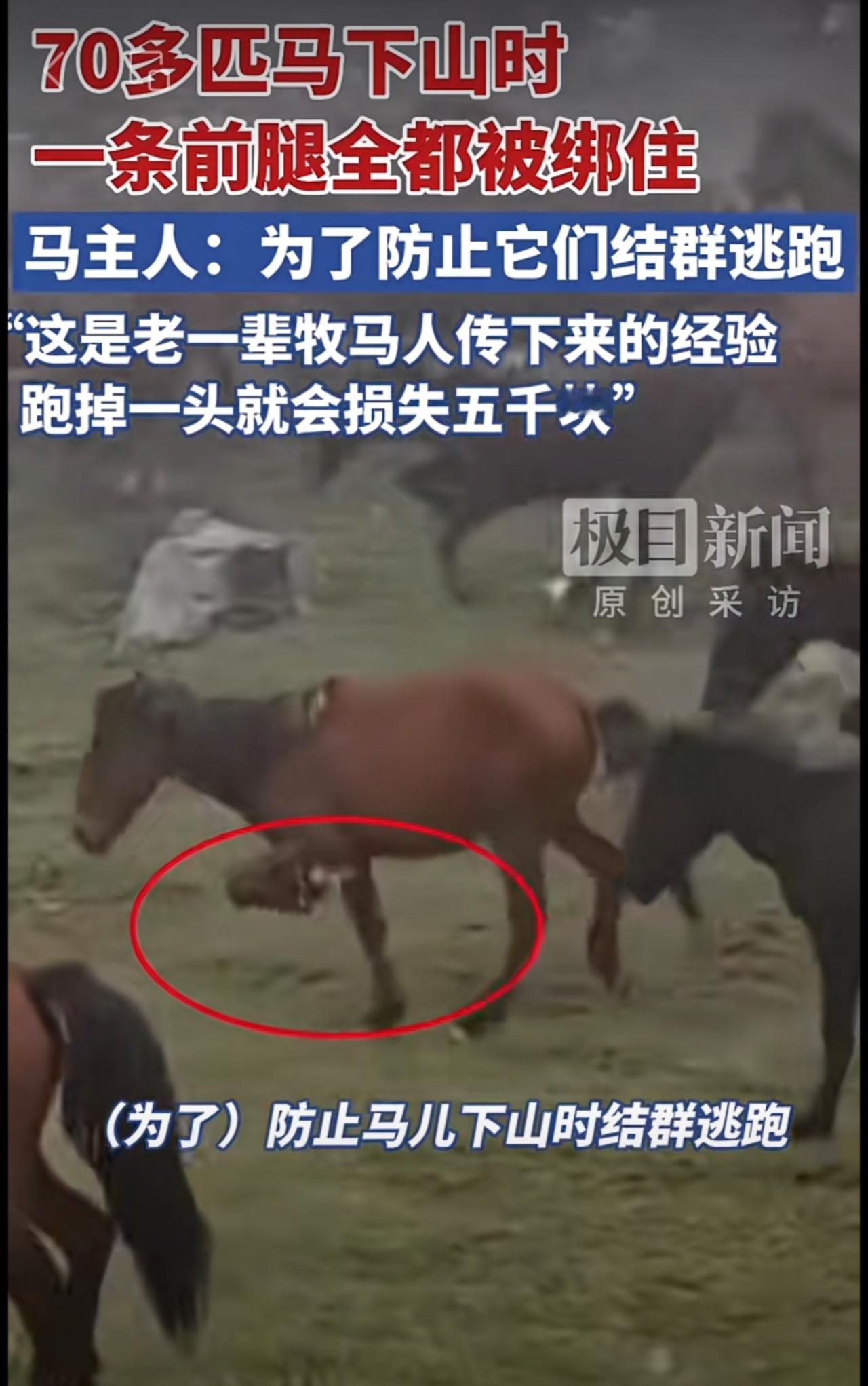 70多匹马下山时被绑一条前腿，马主回应：防止它们结群逃跑，损失一头就是5000元