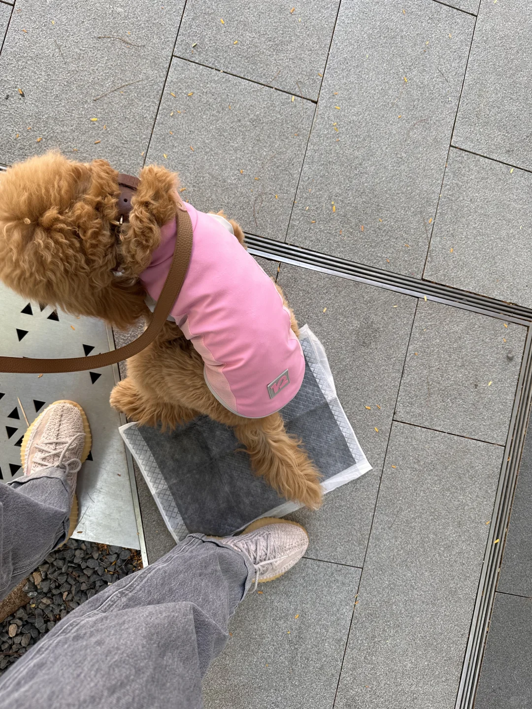 带狗出街考验心理素质