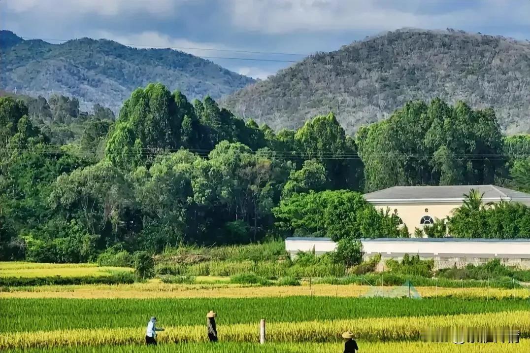 现在的大龄单身男生越来越多，从亲朋好友邻里乡村中随便找找，就能数出好多个。

杨