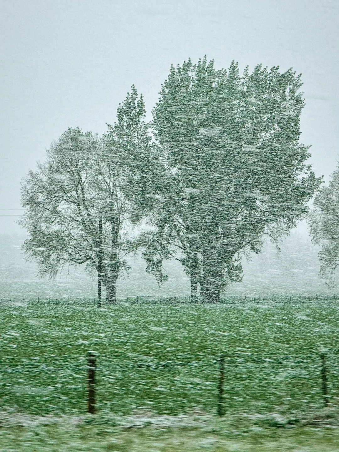 在🇳🇿特波卡遇见人生最大的一场暴雪