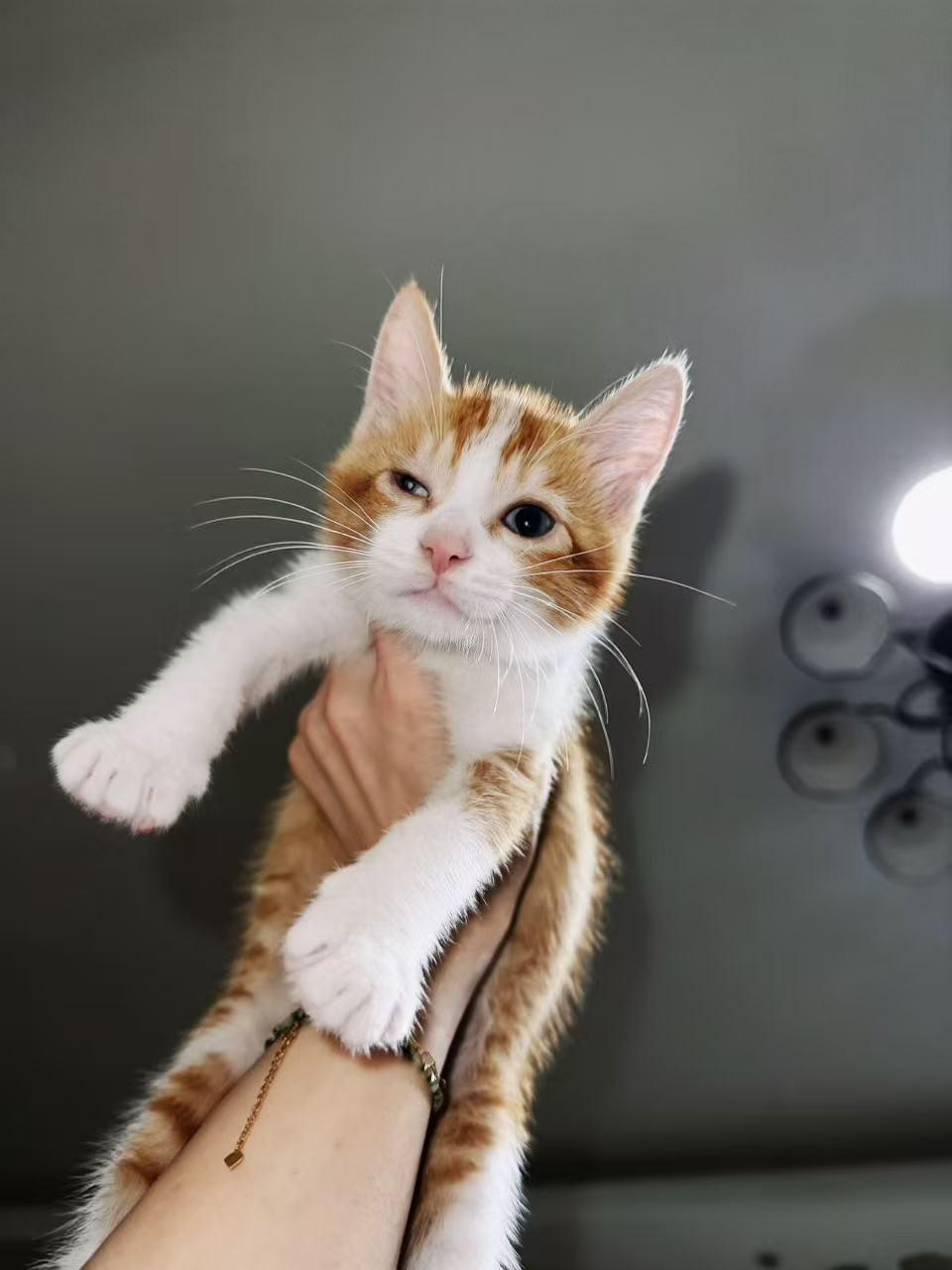 珠海，救助小猫咪寻找爱心领养

独眼小猫咪找领养～
坐标：香洲区前山
小猫在前山