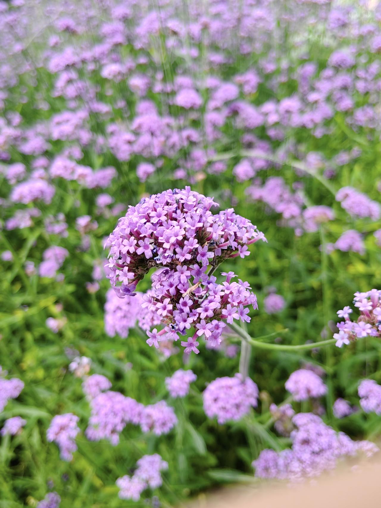 海淀公园的紫色.紫粉色花系
上午从西苑医院出来，又顺脚儿进了海淀公园。暑气蒸腾，