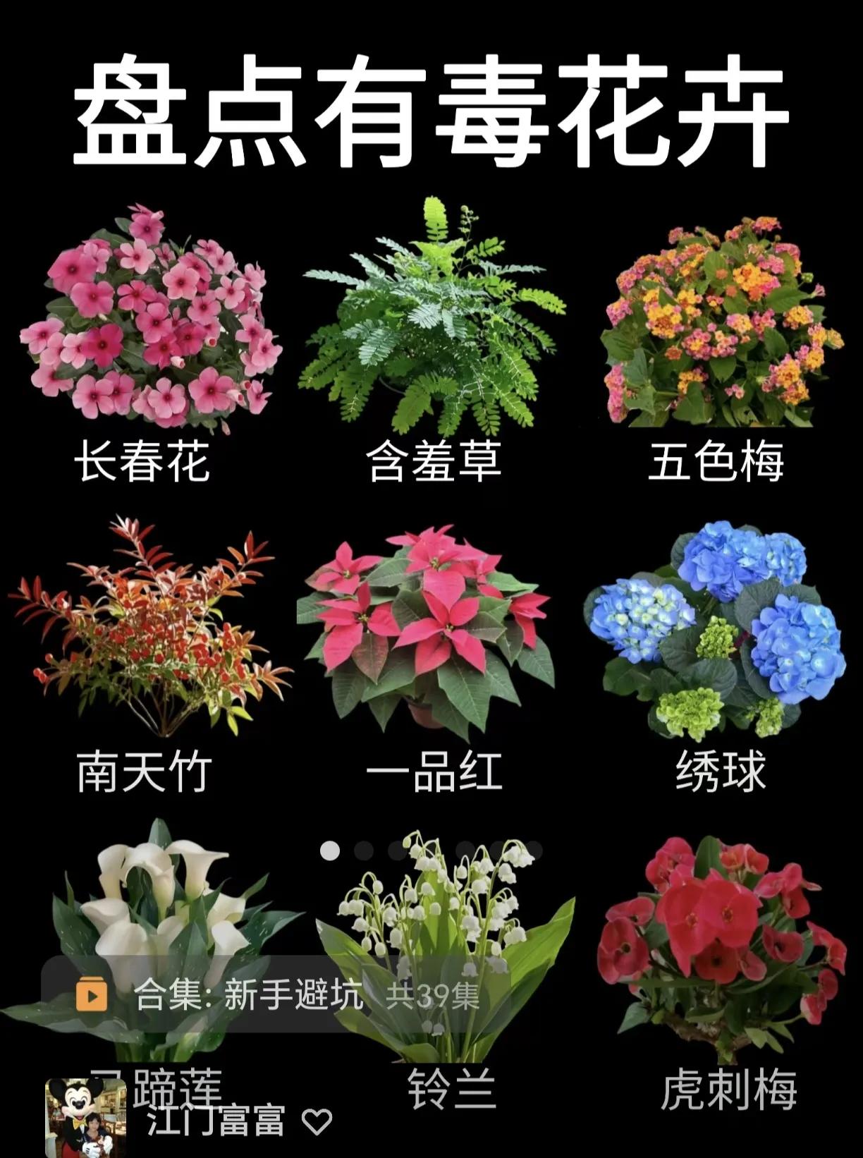 盘点身边常见的人们喜欢养的有毒的花卉。