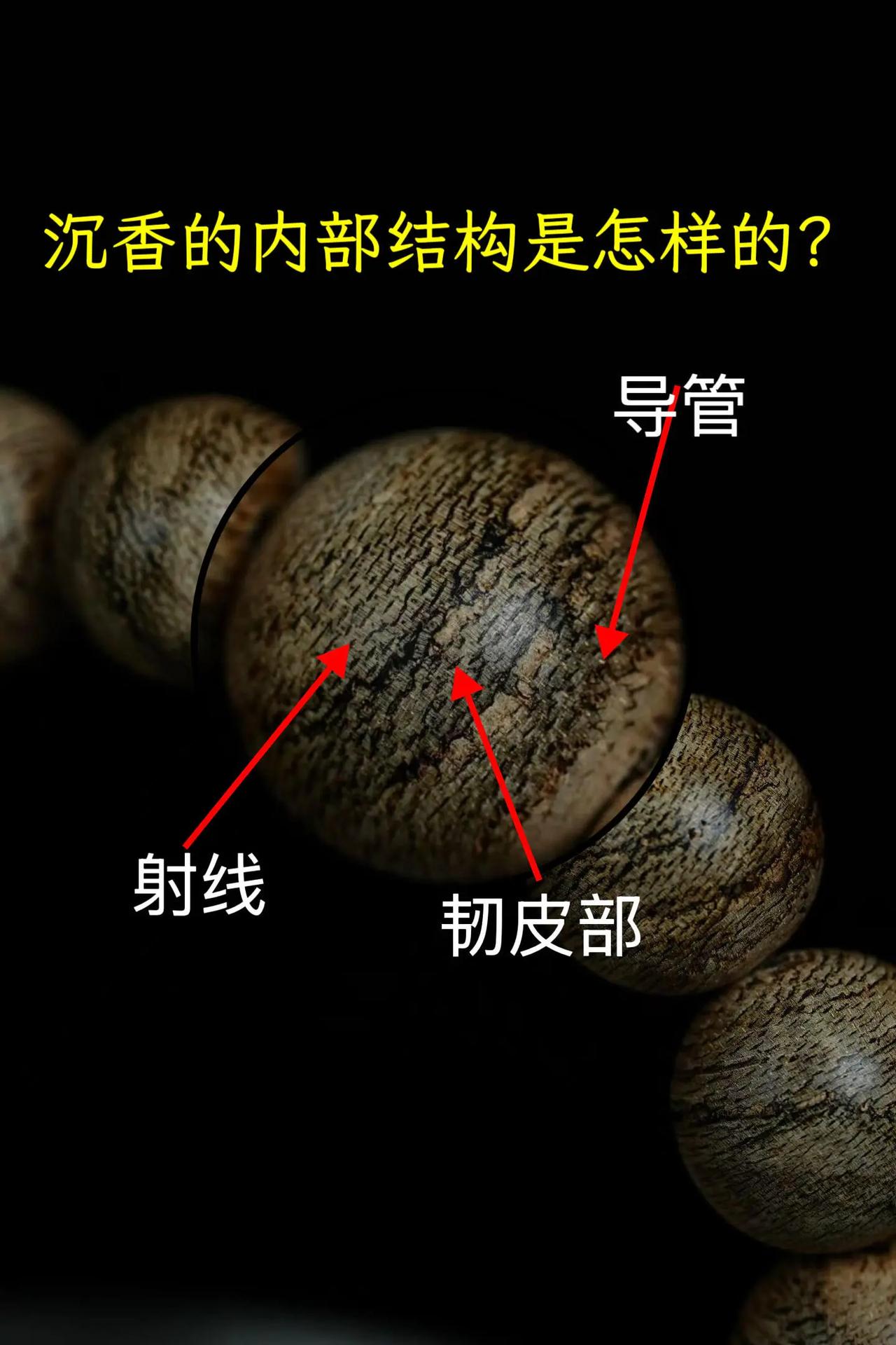 ✨沉香的内部结构是怎样的？✨新手入门沉香时，一般都要了解沉香的内部结构和结香过程