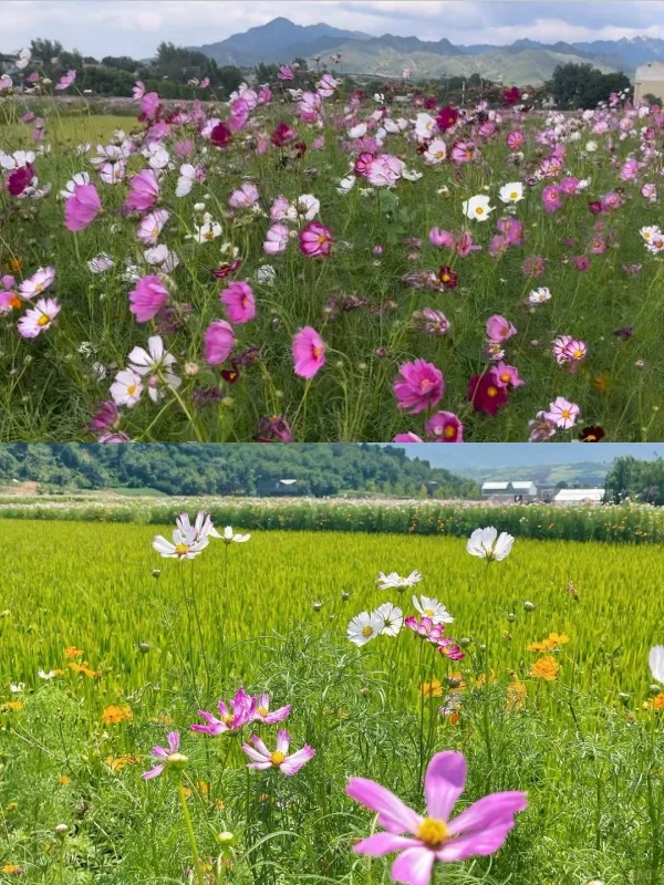 去蓝田半亩稻甜露营赏格桑花