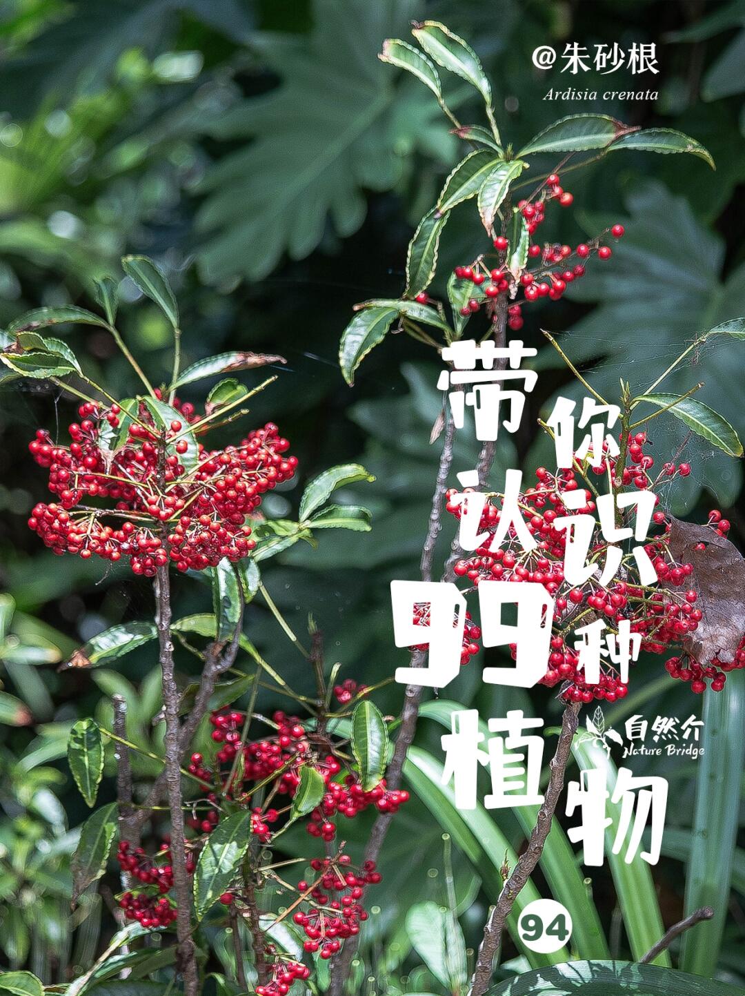带你认识99种植物