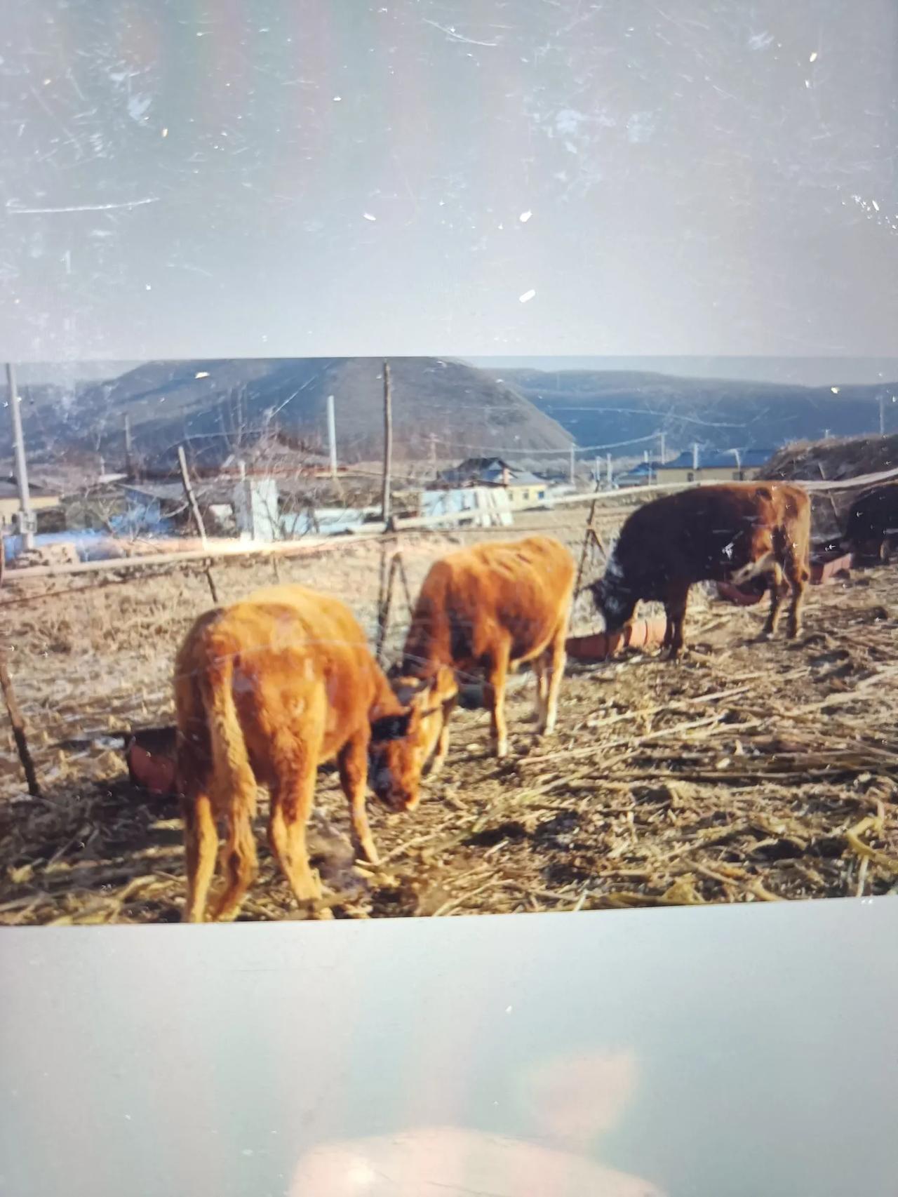 养牛能稳赚不赔？新手都来瞅瞅
 
咱东北这嘎达，不少新手都琢磨养牛能不能发财，心