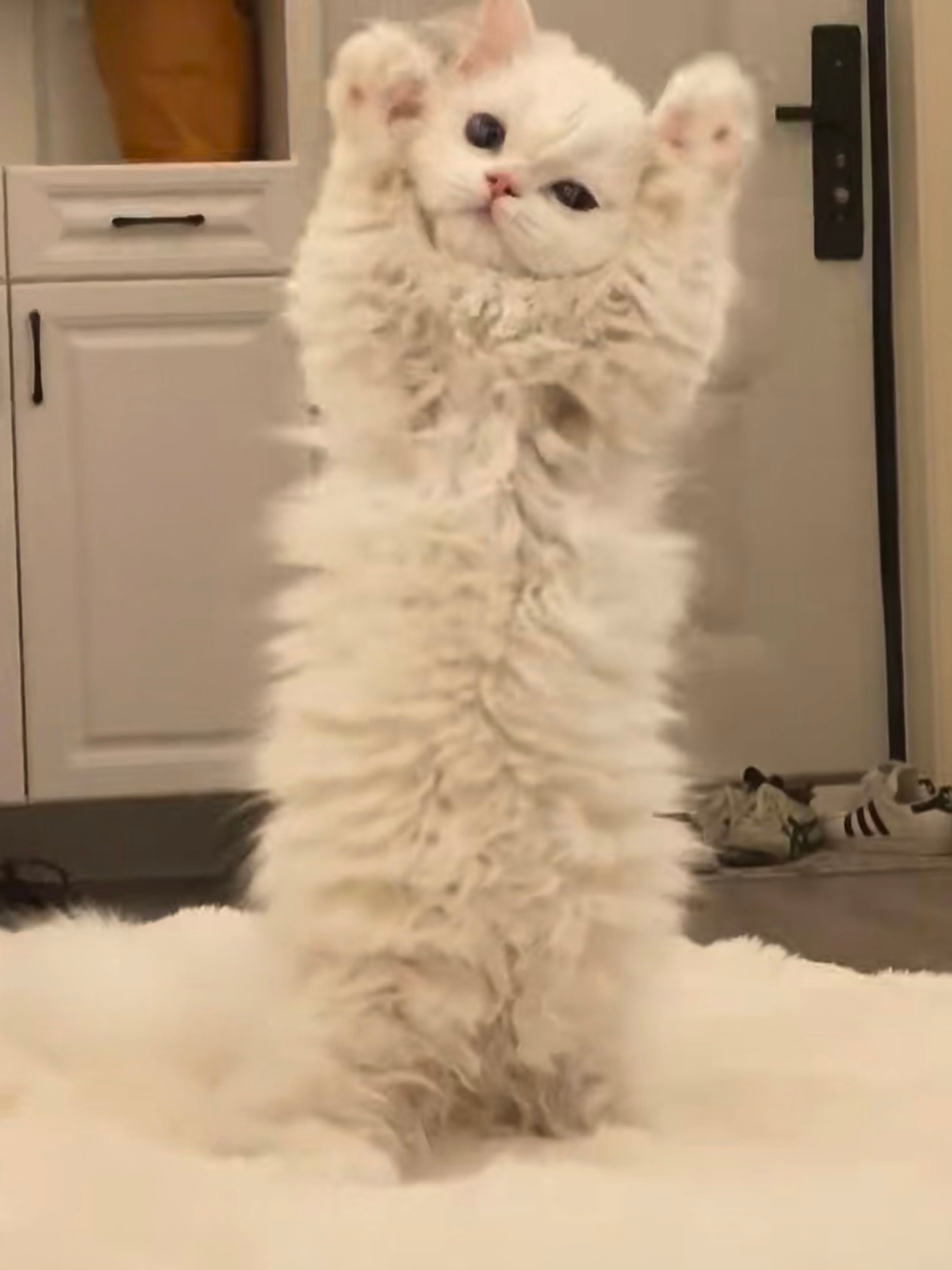 边上一只猫猫举爪露肚皮了 