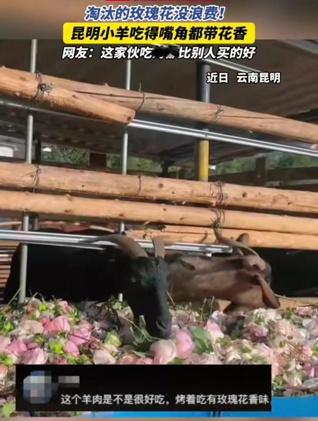 羊嚼玫瑰了，这是昆明某地被淘汰的玫瑰花，也没有被浪费，全都拿去喂羊了，从前有牛嚼