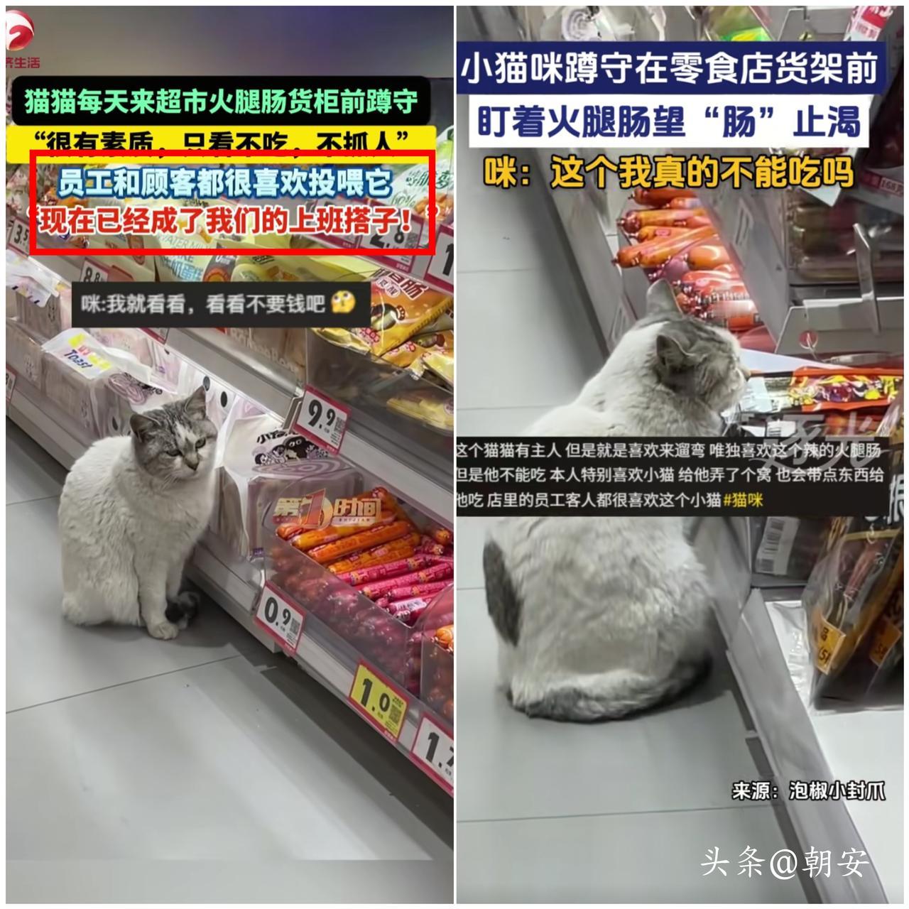 没见过这么有“规矩”的小猫！

江苏连云港一只小猫咪，天天准时打卡超市，蹲在
香