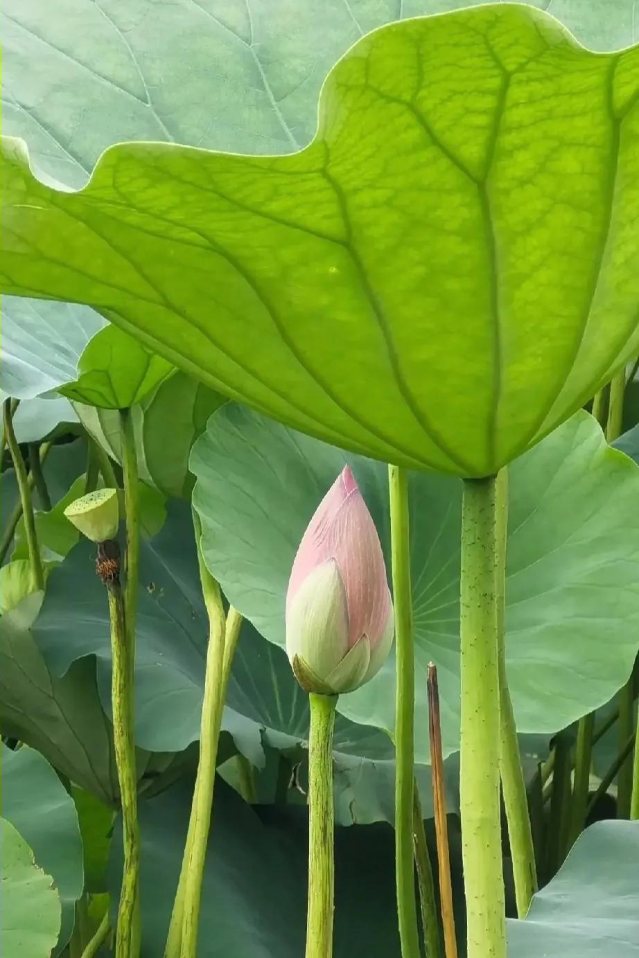 早餐要吃好，
牛奶少不了；
饭前要洗手，
饭后要漱口；
荤素要搭配，
营养均衡好