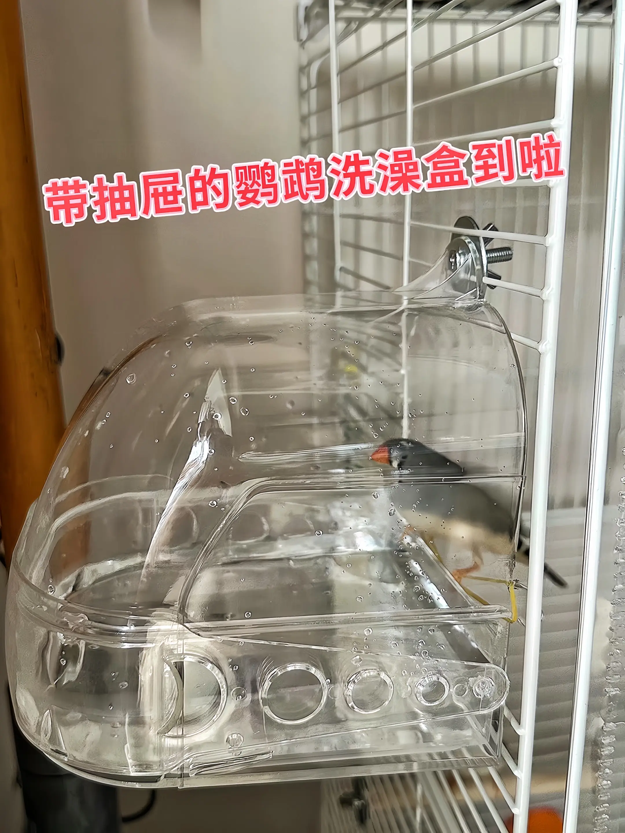 给鹦鹉一个专属洗浴空间！我们的鹦鹉洗澡盆，具备底部抽屉换水设计 ，轻轻...