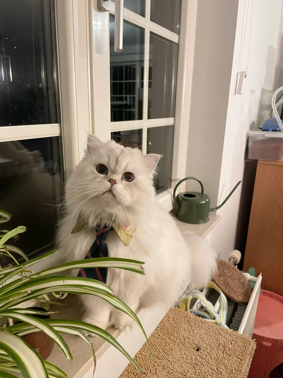 比利时🇧🇪宠物赛道创业｜给大家看看我的猫