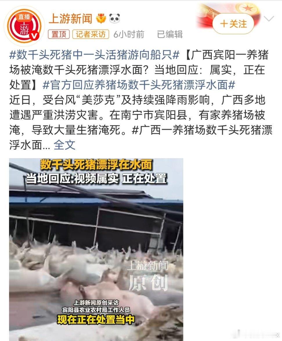数千头死猪中一头活猪游向船只这次台风灾害不小啊明天又来一个超强台风“巴威”，东、