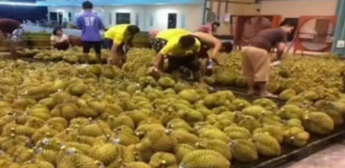 失去中国市场后，大量水果烂在地里卖不掉，现在开始后悔得罪中国。

近年来的进口水