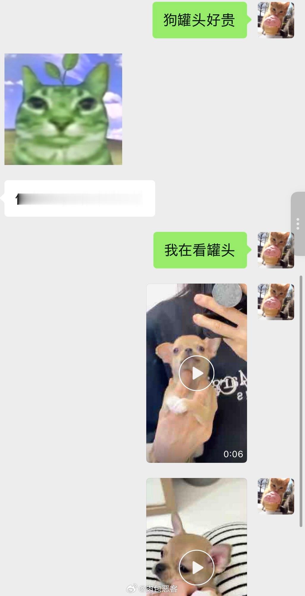 早上十点仍未眠，和宝妈一样抓着每一个和我搭话的人发送我的吉娃娃 