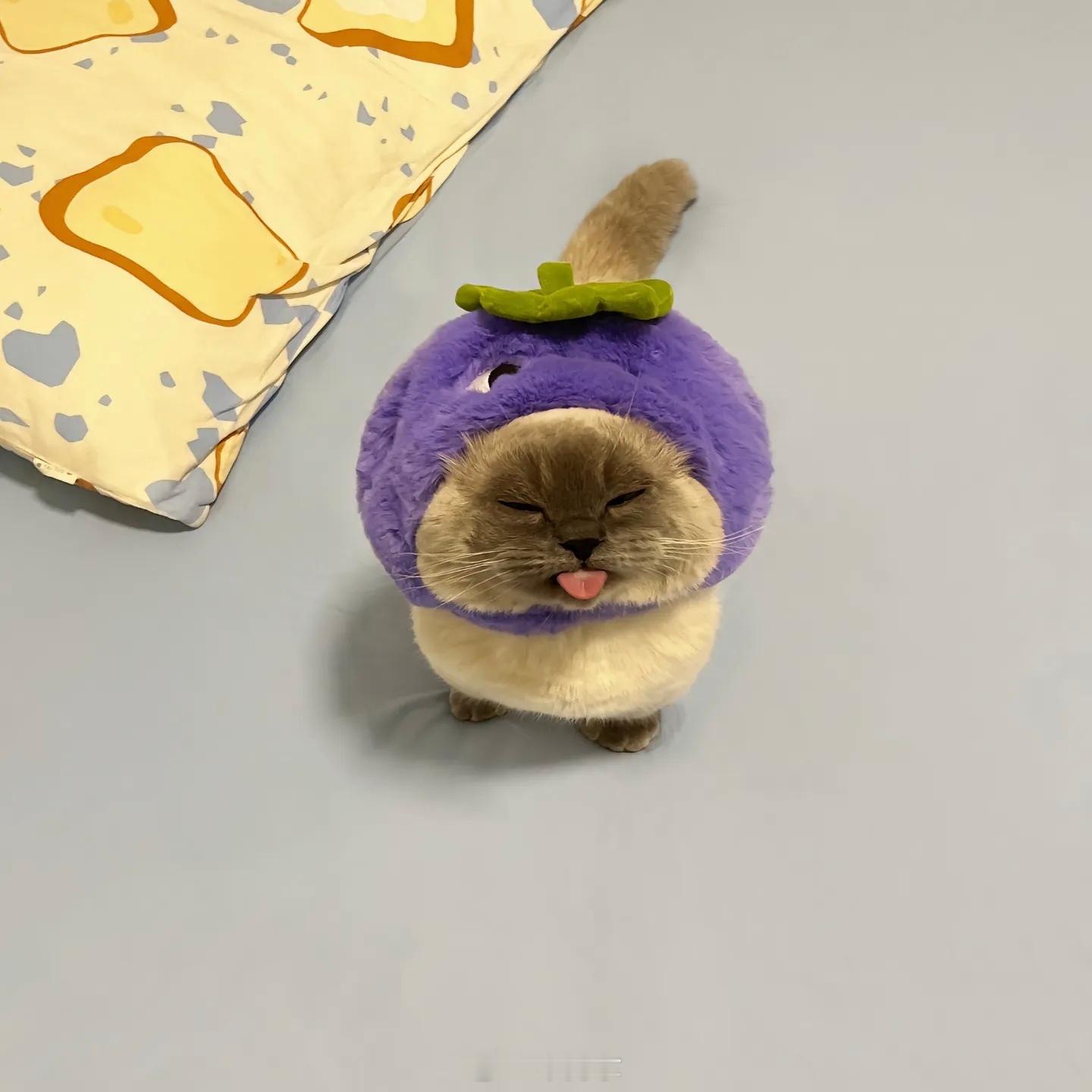 早上好！突袭！你们现在都什么段位啦？[doge]#呆阿拿[超话]# ​​​