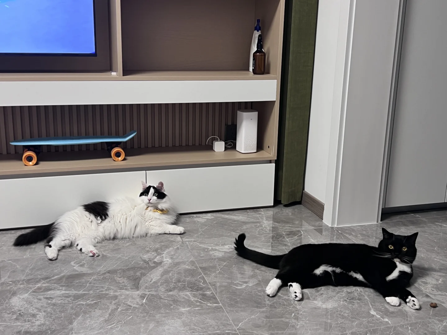 奶牛猫和牛奶猫