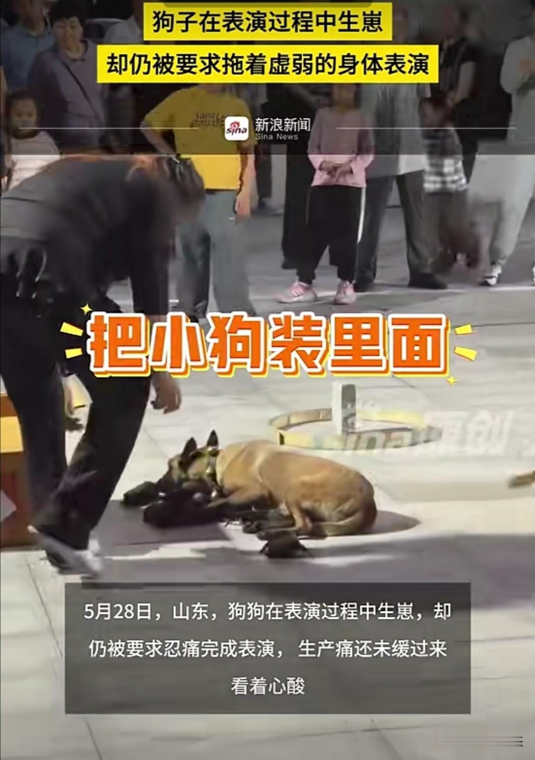 5月28日，山东某地一处街头表演现场，一只母犬在表演时突然生崽，身体虚弱却仍被要