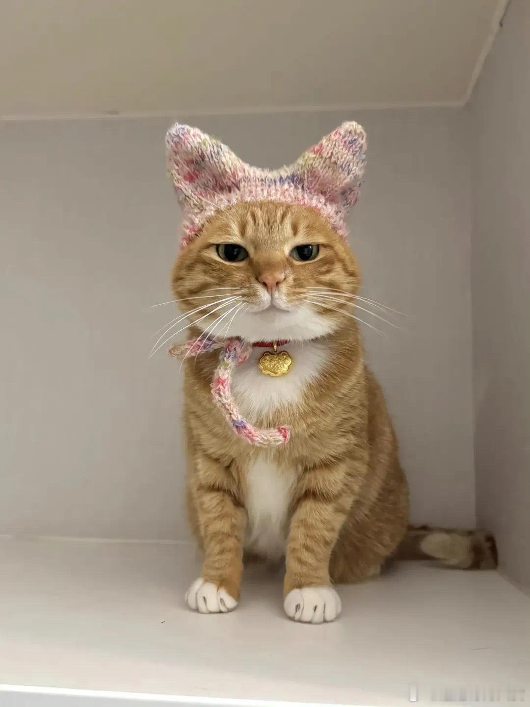小猫：你看看这好看吗？😾 宠物卖萌中心 ​​​
