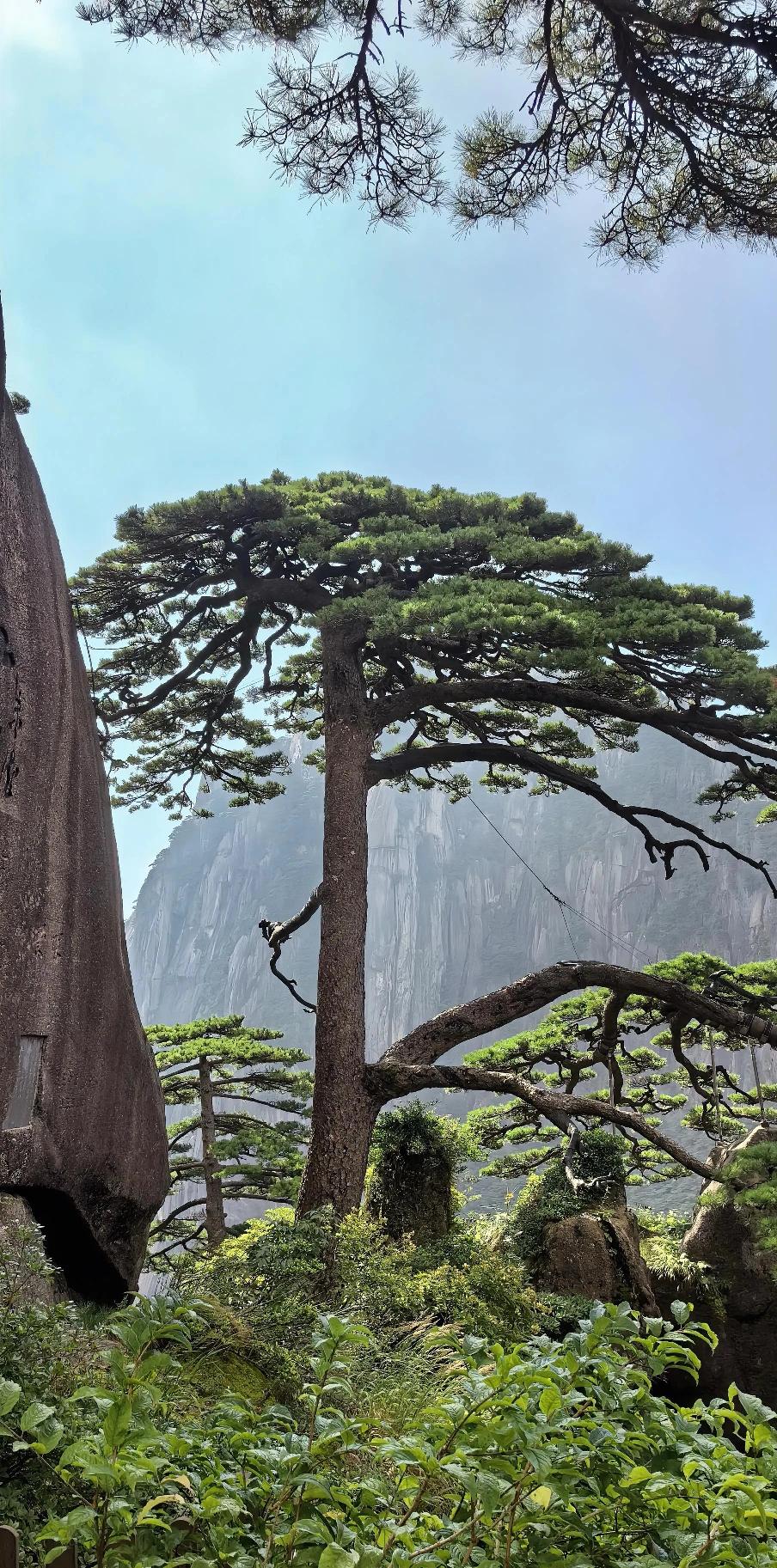 黄山的迎客松已显现老态，要好好维护哦，希望百年后仍屹立不倒！