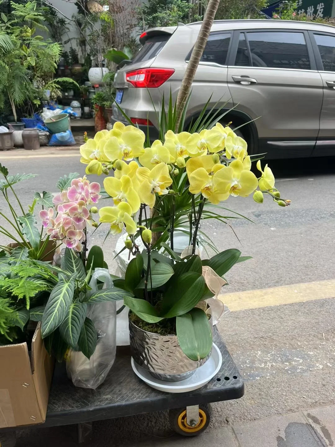 近几天疯狂卖掉的植物！！