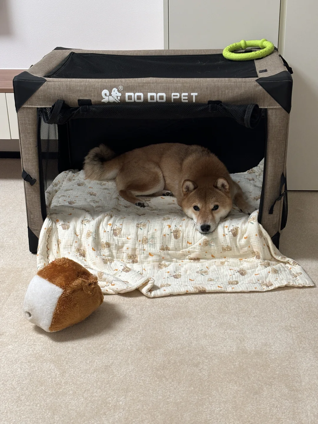 日常行为培养课小结🐶预防大于治疗