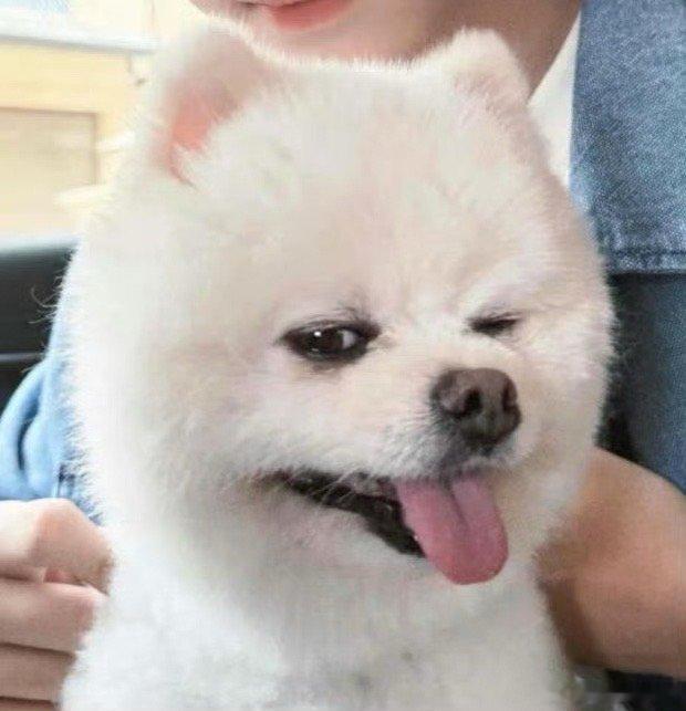 巧克力 孟子义嫡长狗狗狗叫巧克力好地狱哇[doge][doge] ​​​