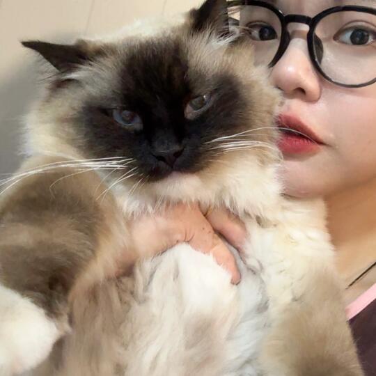 你好，我是很不高兴为你服务的小猫