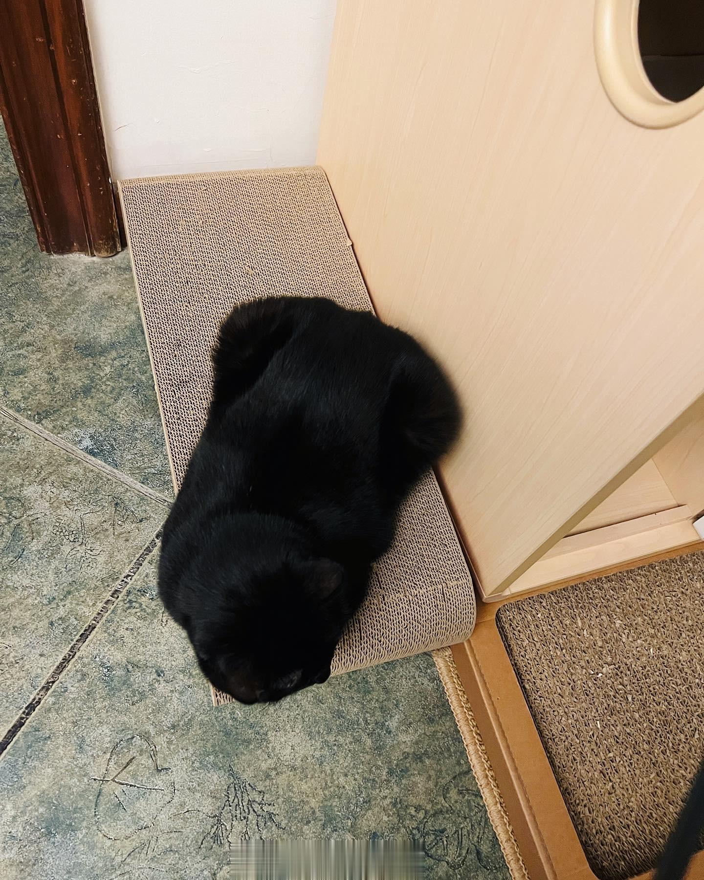 發福又小隻#蝦蝦不可以太可愛# ​​​