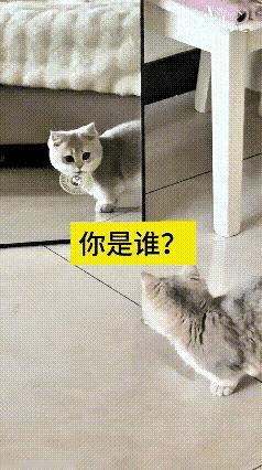 谁能抵得住第一次照镜子的懵懂小奶猫啊！真的可爱到心都化了～
 
小家伙平日里调皮