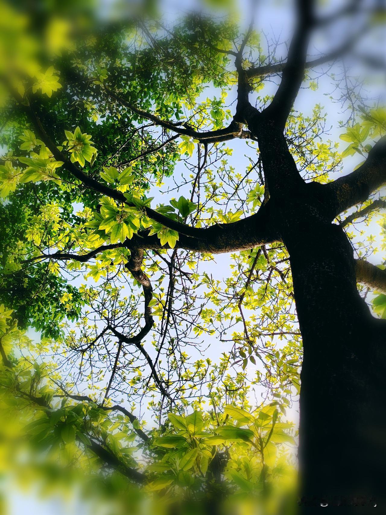 初夏，家乡黄葛树长出来嫩黄色的叶子很漂亮，随手拍几张