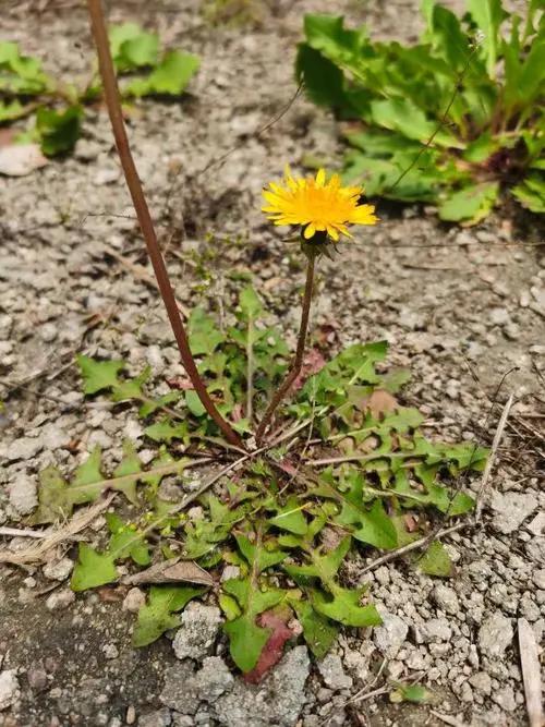 春季遍地的蒲公英，竟是结节“天敌”？因为太便宜，医院不常开

大家好，我是你们的