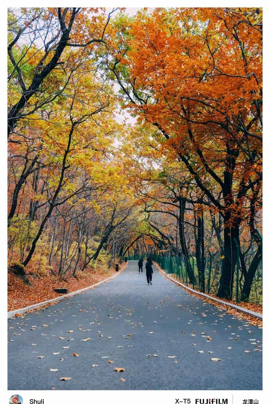 秋日的午后总带着几分清寂，檐角的雨丝斜斜落下，打在院中的梧桐叶上，发出细碎的“嗒