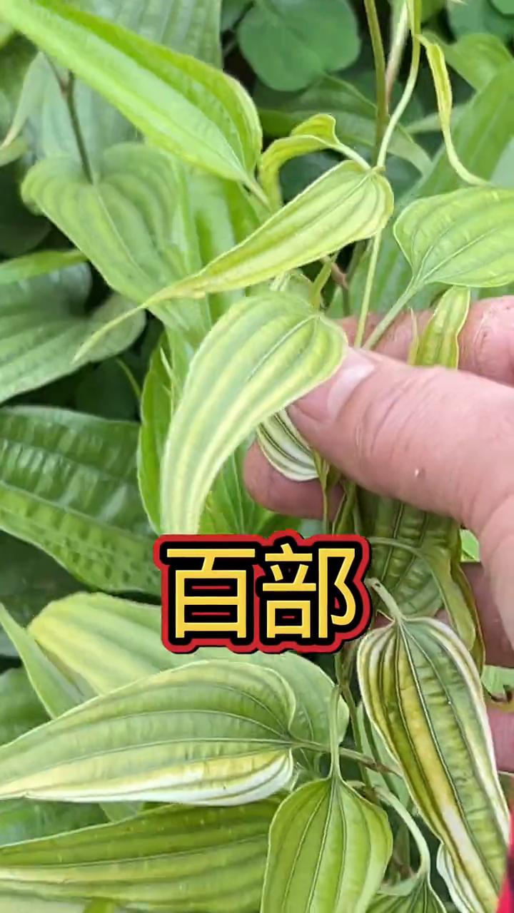 野外遇到这种植物，那你就捡到宝了。它地下的根茎可是个好宝贝，是传统的中药材。