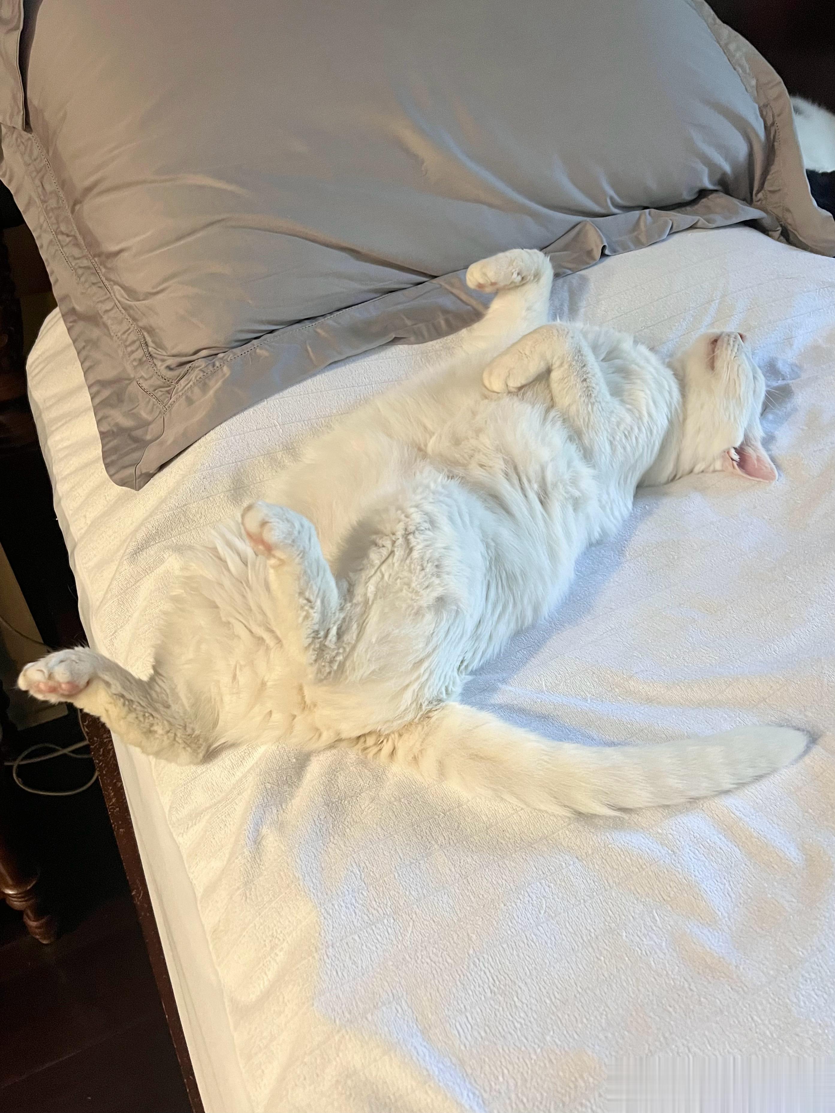 睡觉不检点的小猫咪，要被大灰狼咬肚皮啦！ ​​​