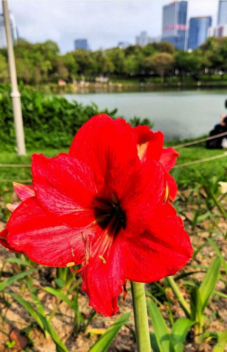 中心公园里的的朱顶红开了，

花朵像耳朵，

又像喇叭，

花朵火红火红的，
