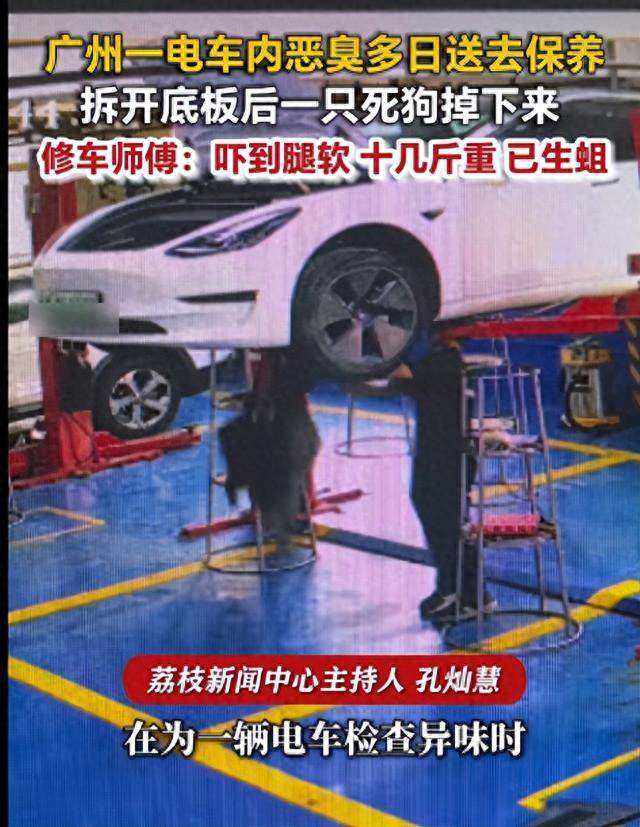 电车恶臭十天拆开底板，十几斤死狗砸落，师傅当场吓瘫