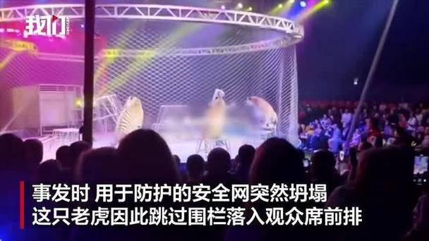 惊险又万幸！马戏团老虎突闯观众席
 
这些俄罗斯人这次看马戏团表演真是大开眼界，