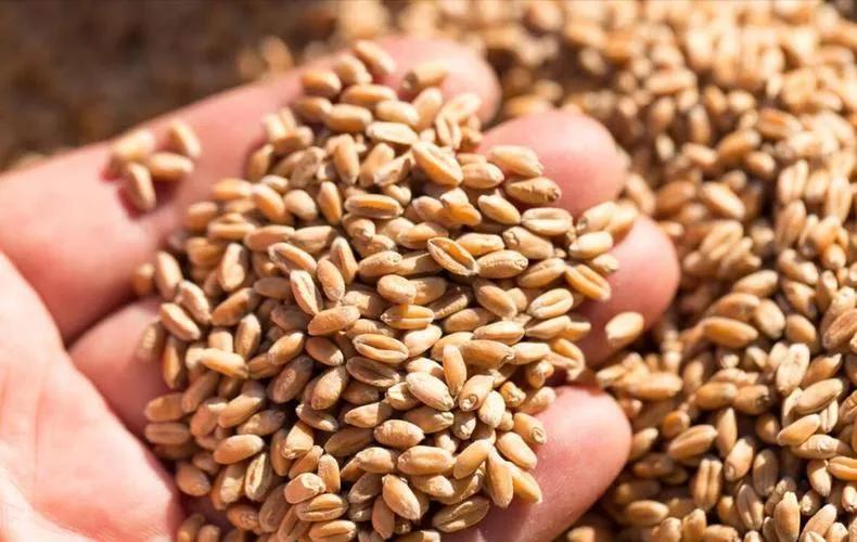 #农民没有化肥农药，能多产粮食吗#
庄稼一枝花，全靠肥当家。这个肥也包括化肥。如