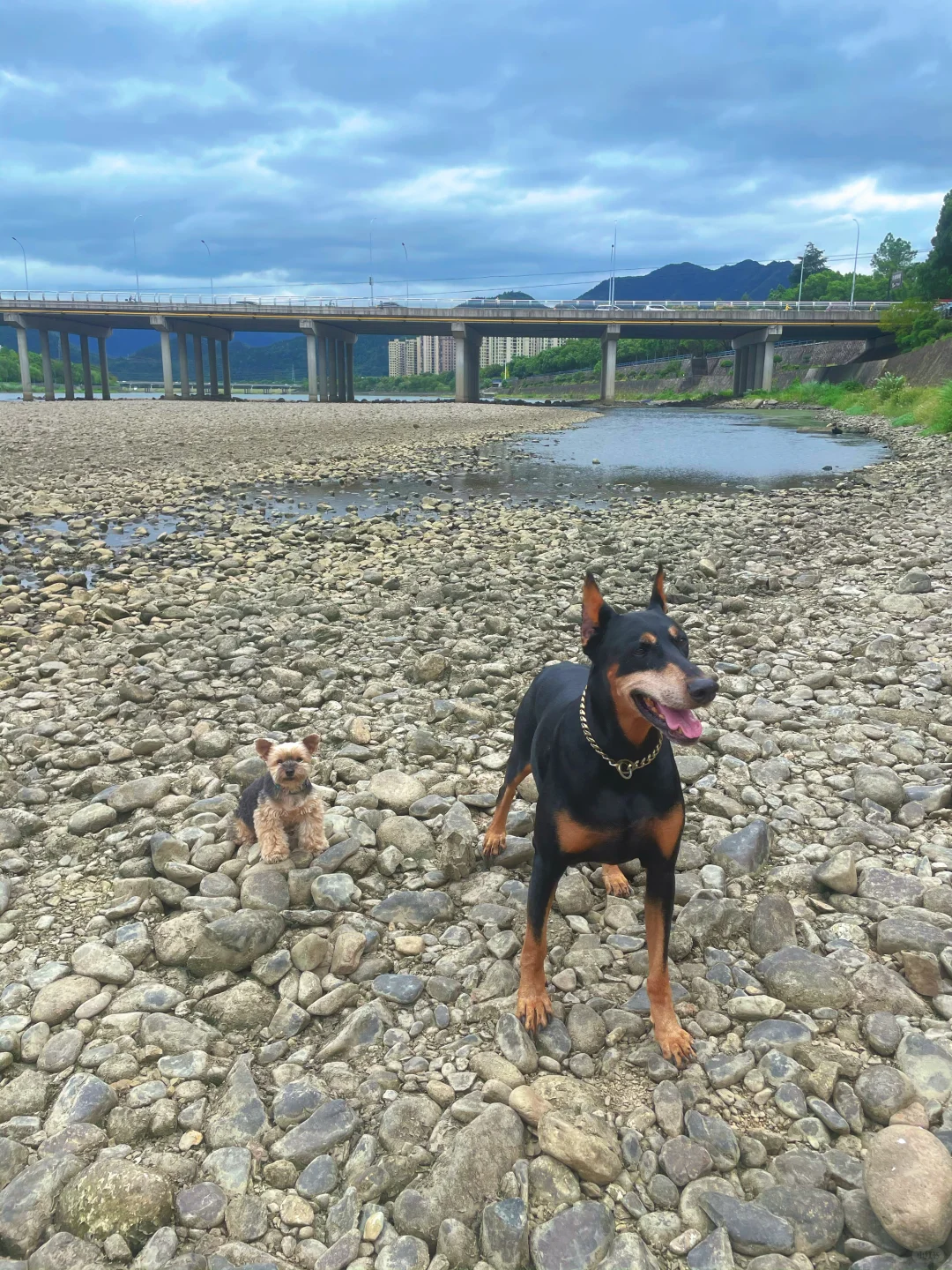 去见山 去玩水 去做最快乐的小狗